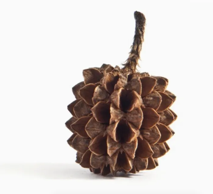Merzatta Earrings Warm Pinecone Stud Earrings